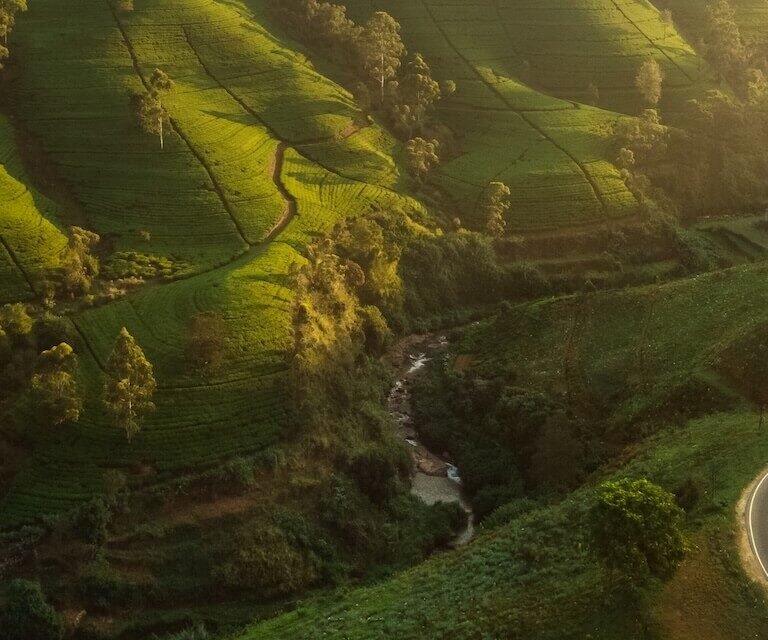 Things To Do In Nuwara Eliya