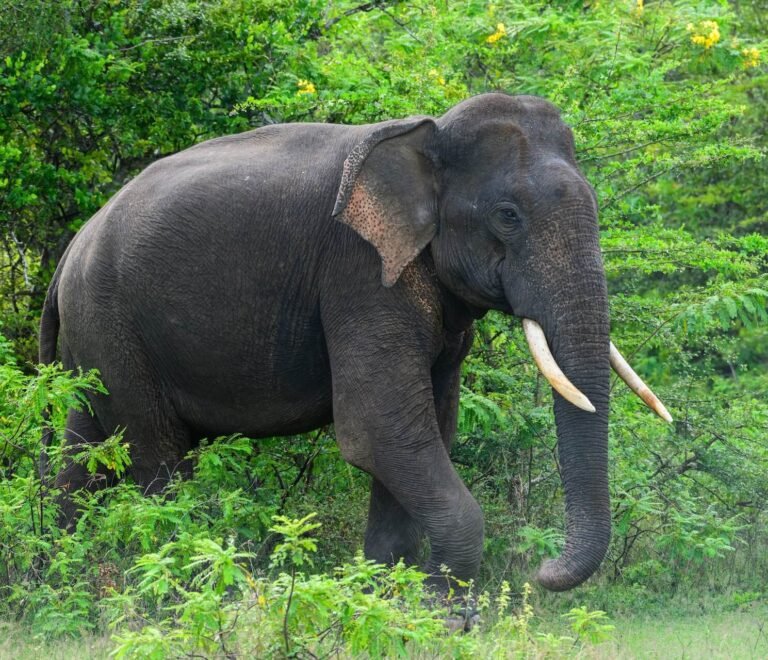 Things To Do In Yala National Park