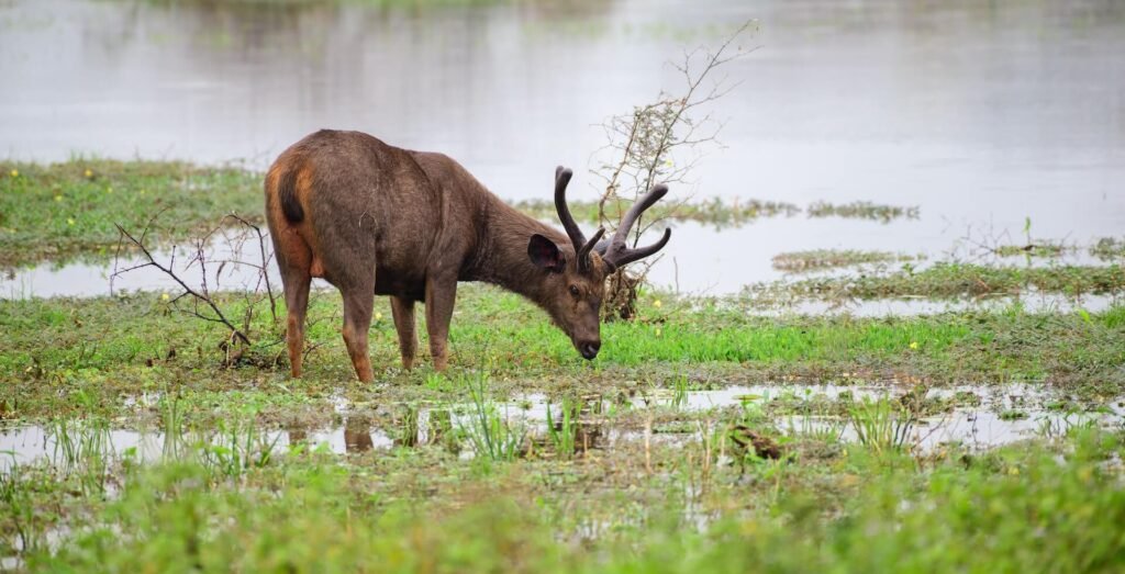 majestic-male-sri-lankan-sambar-deer-grazing-grass-2026-01-05-05-16-57-utc