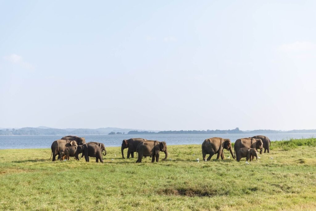 scenic-view-of-wild-elephants-in-natural-habitat-o-2026-01-06-00-44-05-utc