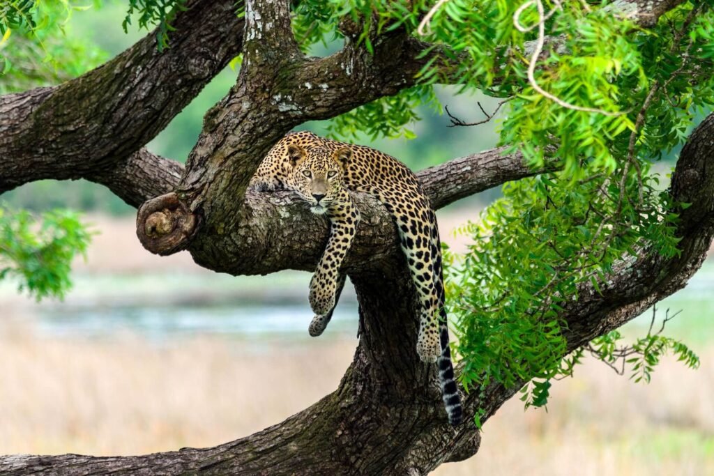 sri-lankan-leopard-resting-on-top-of-a-tree-2026-01-08-00-23-27-utc