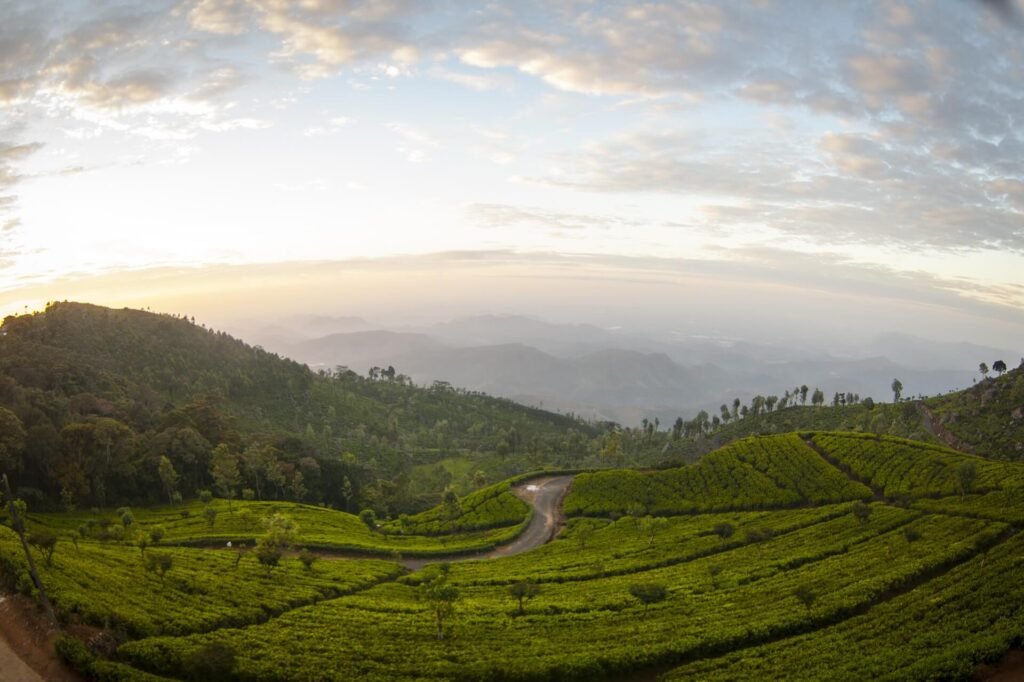tea-plantation-landscape-sunrise-2026-01-11-09-55-58-utc