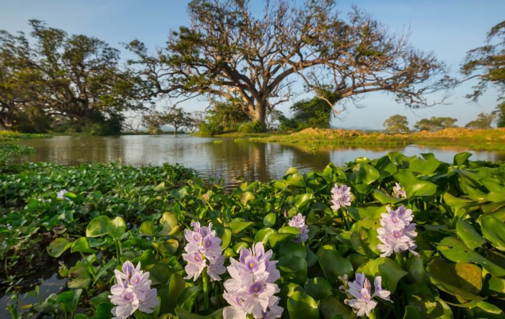 trees-on-sri-lanka-2026-01-07-01-35-46-utc