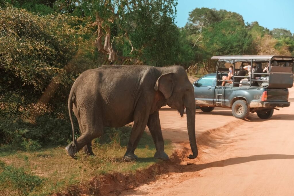 wildlife-safari-eco-travel-in-the-jungle-with-wild-2026-01-08-07-12-15-utc