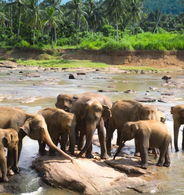 Asian elephants family relaxing and bathing in tropical river. Amazing animals in wild nature of Sri Lanka