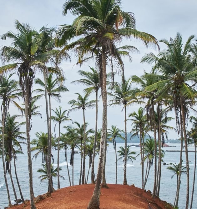 coconut-palm-headland-sri-lanka-south-coast