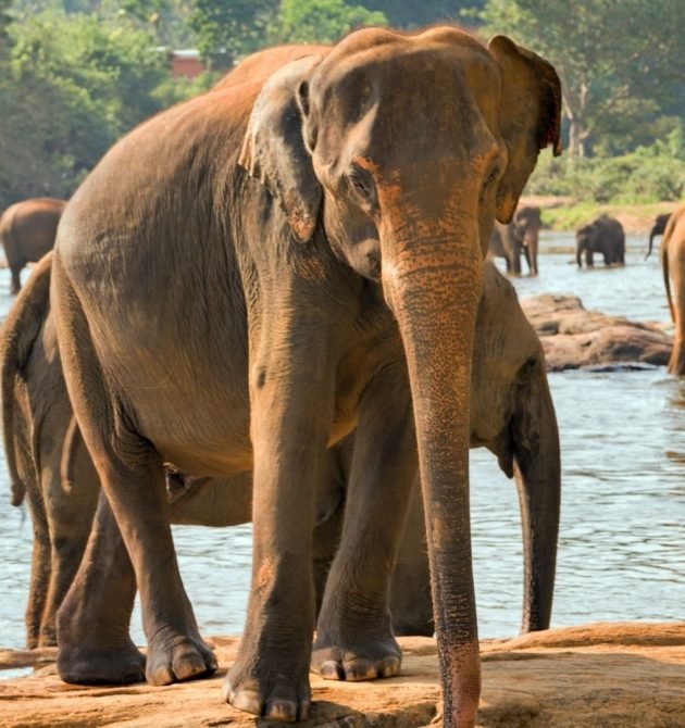elephants-bathing-in-river-sri-lanka