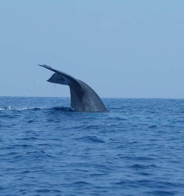 whale-watching-srilanka