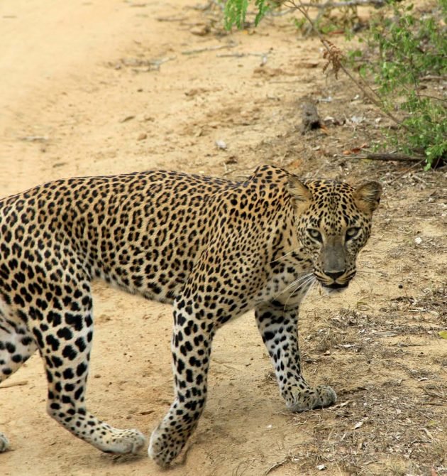 yala-lephard-srilannka